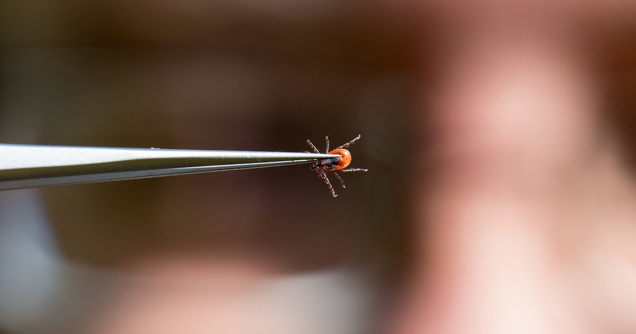 a tick held in tweezers