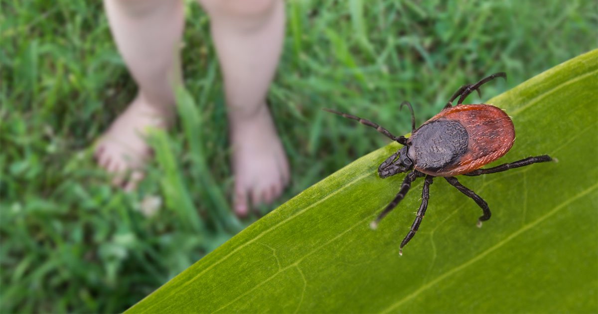 Close-up on a deer tick on grass with a child's legs and feet in the background